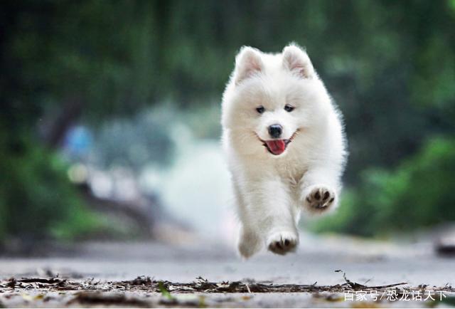 寵物養(yǎng)護(hù)小知識(shí)