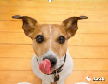 養(yǎng)寵物需要知道的基本知識(shí)？