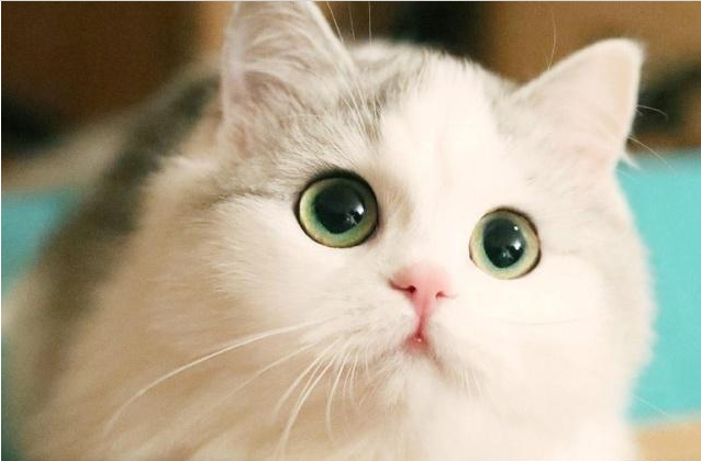 貓奴一定要知道的貓咪應(yīng)急反應(yīng)