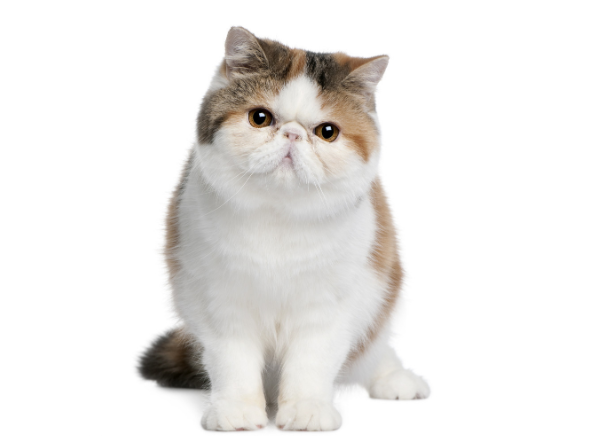 貓咪脾氣好的十個(gè)評(píng)定