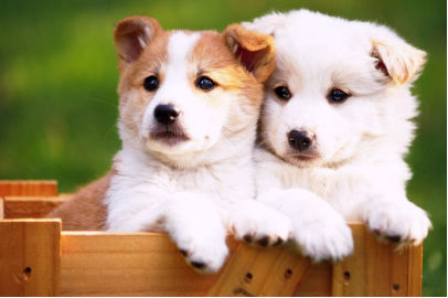 狗狗的行為解讀大全